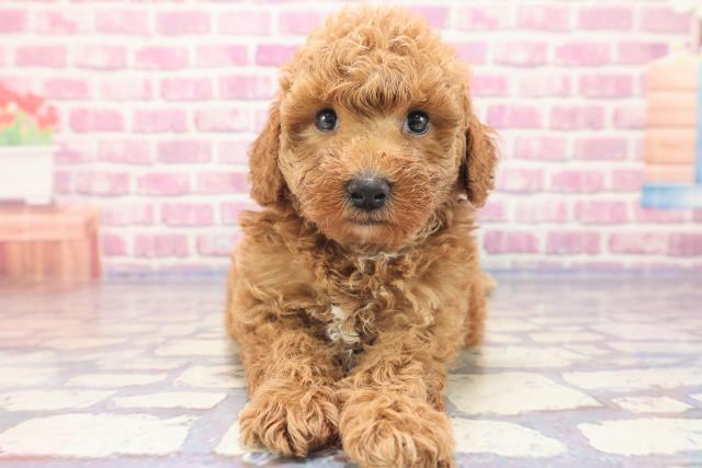 栃木県のトイプードル (Coo&RIKU足利店/2023年5月31日生まれ/男の子/アプリコット)の子犬