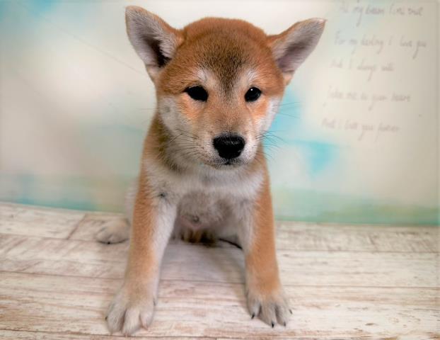 青森県の柴犬 (Coo&RIKU青森店/2023年5月30日生まれ/男の子/レッド(赤))の子犬