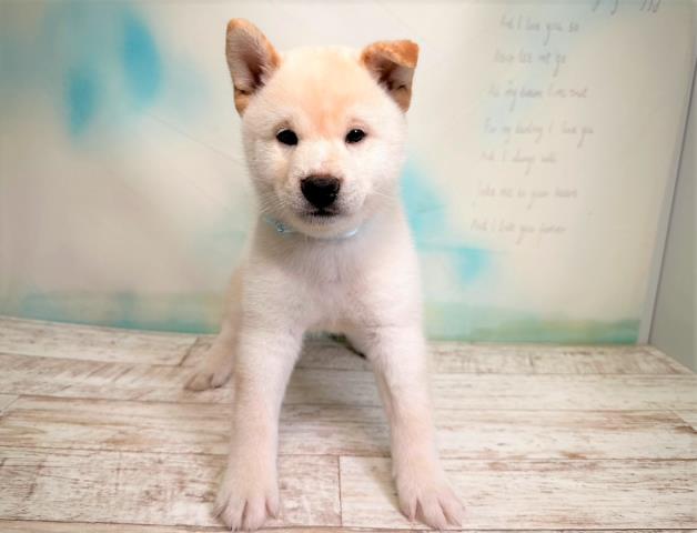 ワンちゃん・ネコちゃん(子犬・子猫)検索結果 | ペットショップCoo＆RIKU