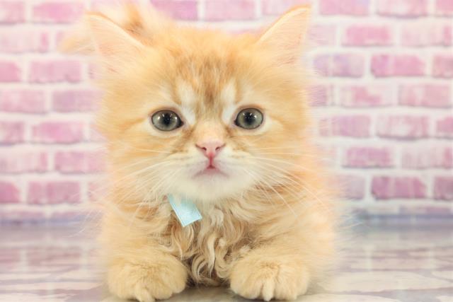 東京都のフォールデックス (Coo&RIKU東久留米店/2023年6月4日生まれ/男の子/レッドタビー)の子猫