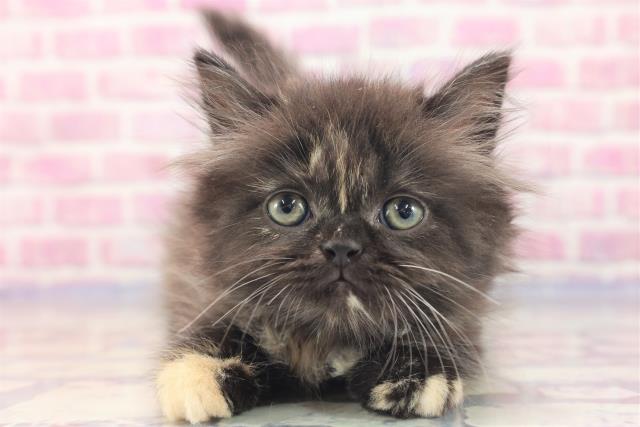 東京都のフォールデックス (Coo&RIKU東久留米店/2023年6月4日生まれ/女の子/トーティーシェル)の子猫