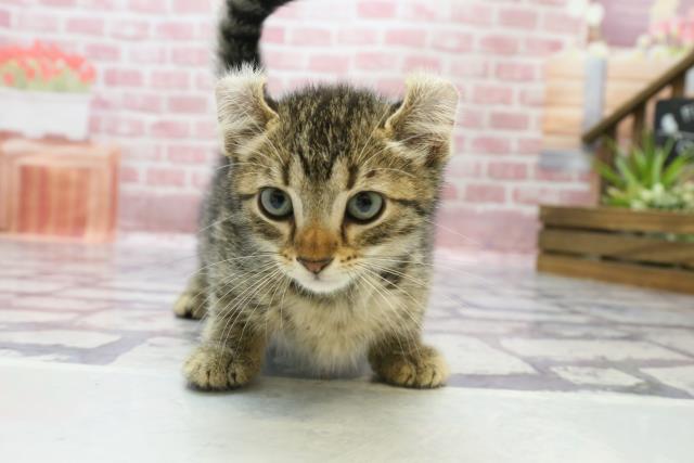 宮崎県のアメリカンカール (Coo&RIKU宮崎店/2023年5月20日生まれ/男の子/ブラウンタビー)の子猫