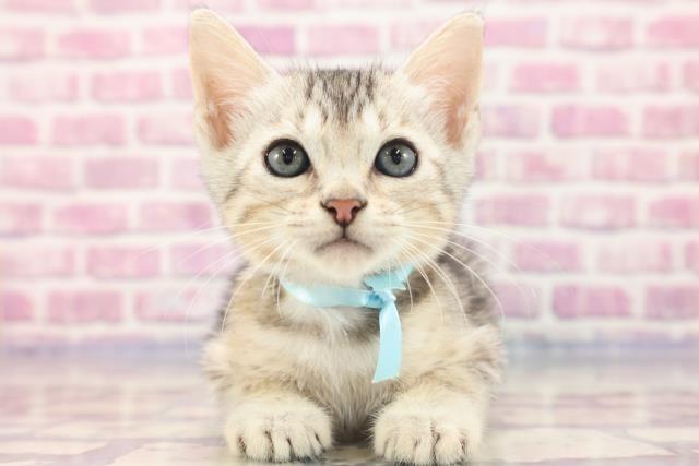 東京都のエジプシャンマウ (Coo&RIKU広尾店/2023年6月3日生まれ/男の子/シルバー)の子猫