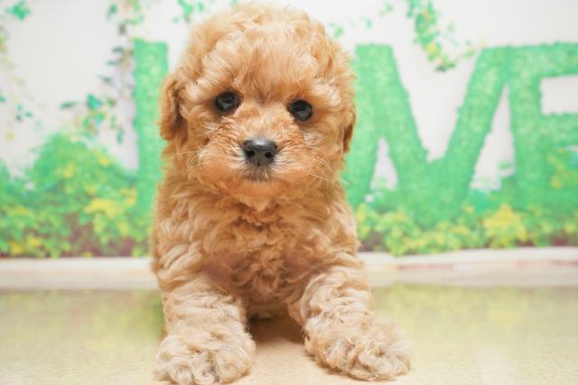 群馬県のトイプードル (Coo&RIKU伊勢崎店/2023年6月6日生まれ/女の子/アプリコット)の子犬