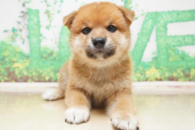 群馬県の柴犬 (Coo&RIKU藤岡店/2023年6月2日生まれ/男の子/レッド(赤))の子犬