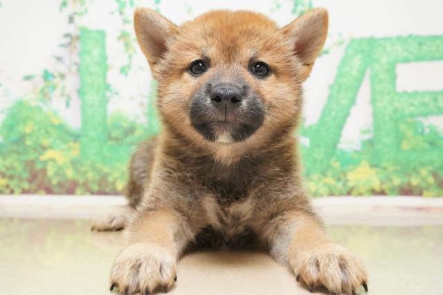 栃木県の柴犬 (Coo&RIKUイオンタウン佐野店/2023年6月6日生まれ/男の子/レッド(赤))の子犬