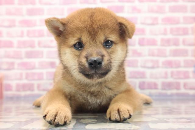 千葉県の柴犬 (Coo&RIKU東船橋店/2023年6月6日生まれ/男の子/レッド(赤))の子犬