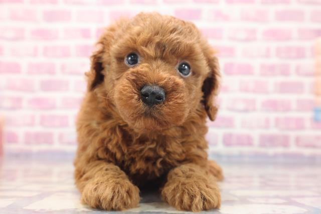 神奈川県のトイプードル (Coo&RIKU相模原店/2023年6月6日生まれ/男の子/レッド(赤))の子犬