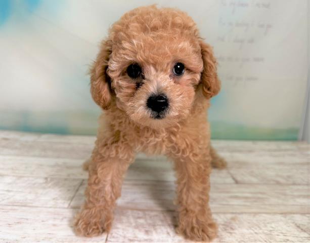 北海道のトイプードル (Coo&RIKU札幌東店/2023年6月6日生まれ/男の子/アプリコット)の子犬