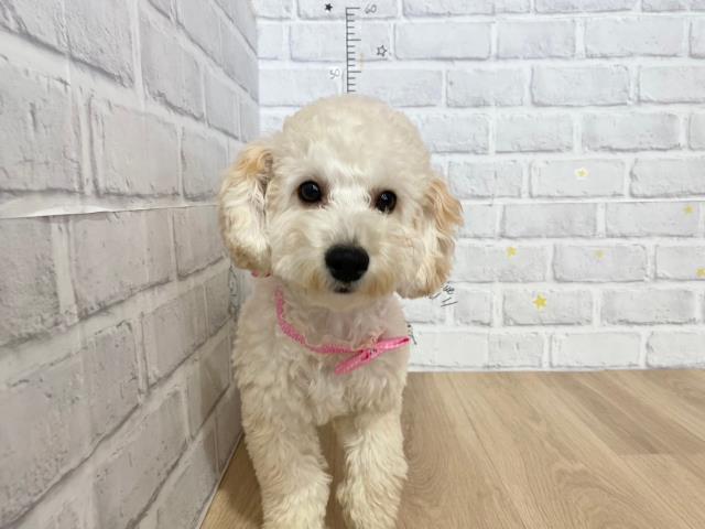 北海道のトイプードル (Coo&RIKU北見店/2023年6月6日生まれ/女の子/アプリコット)の子犬