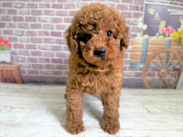 北海道のトイプードル (Coo&RIKU釧路店/2023年6月11日生まれ/女の子/レッド(赤))の子犬