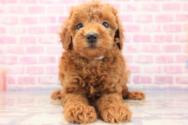 群馬県のトイプードル (Coo&RIKU藤岡店/2023年6月4日生まれ/男の子/レッド(赤))の子犬