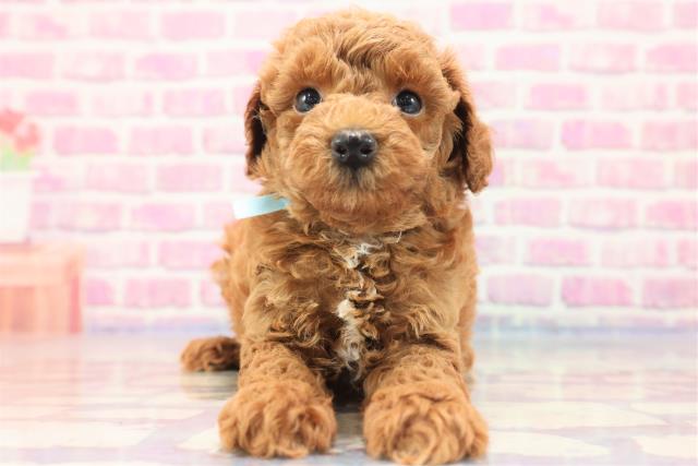 栃木県のトイプードル (Coo&RIKU宇都宮店/2023年6月4日生まれ/男の子/レッド(赤))の子犬