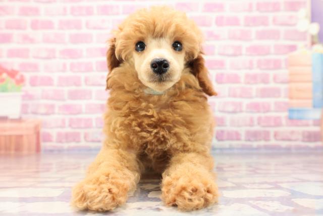 千葉県のミディアムプードル (Coo&RIKU東船橋店/2023年6月6日生まれ/男の子/ペールフォーン)の子犬