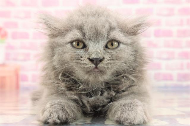 山梨県のブリティッシュロングヘアー (Coo&RIKU甲府昭和通り店/2023年6月5日生まれ/男の子/ブルー)の子猫