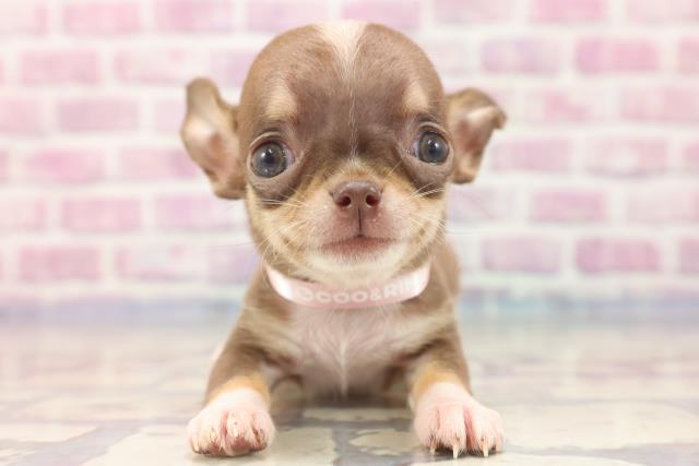 埼玉県のチワワ(スムース) (Coo&RIKUアニマルケアセンター大宮/2023年6月11日生まれ/女の子/チョコレートタンホワイト)の子犬