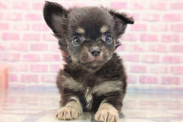 チワワ（ロングコート）の子犬（メス♀） イオンタウン佐野店｜ペット