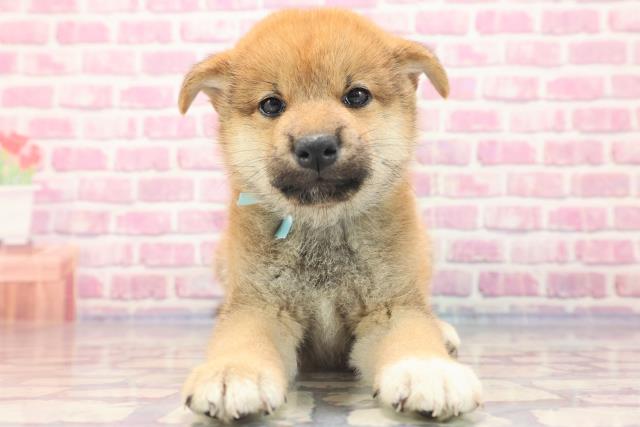 新潟県の柴犬 (Coo&RIKU新潟東店/2023年6月9日生まれ/男の子/レッド(赤))の子犬