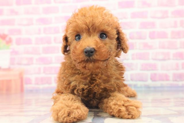 沖縄県のトイプードル (Coo&RIKU沖縄浦添店/2023年6月13日生まれ/男の子/アプリコット)の子犬
