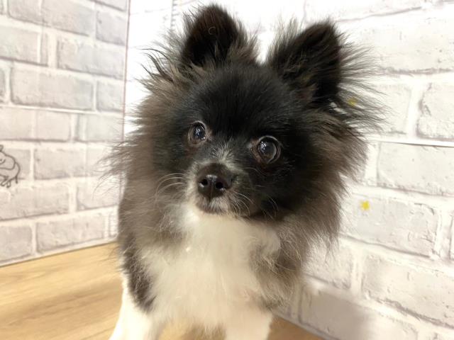 北海道のポメラニアン (Coo&RIKU北見店/2023年6月13日生まれ/男の子/ブラックホワイト)の子犬