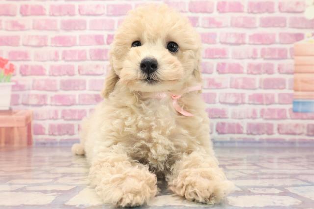 群馬県のトイプードル (Coo&RIKU藤岡店/2023年6月10日生まれ/女の子/クリーム)の子犬