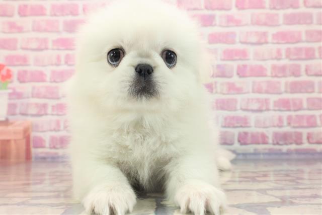 北海道のペキニーズ (Coo&RIKU岩見沢店/2023年6月13日生まれ/男の子/ホワイト(白))の子犬
