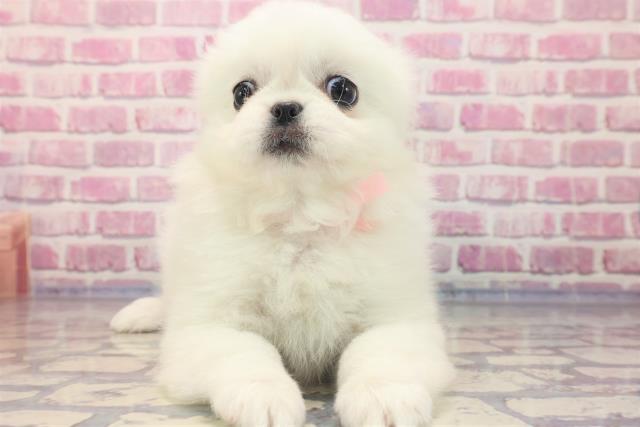 千葉県のペキニーズ (Coo&RIKU東船橋店/2023年6月13日生まれ/女の子/ホワイト(白))の子犬