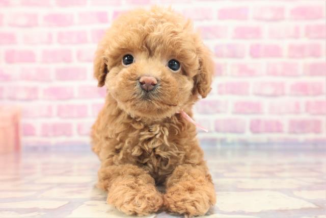 埼玉県のトイプードル (Coo&RIKU所沢店/2023年6月14日生まれ/女の子/アプリコット)の子犬