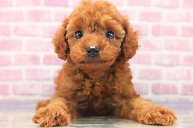 千葉県のトイプードル (Coo&RIKU東船橋店/2023年6月11日生まれ/男の子/アプリコット)の子犬