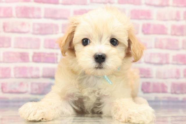 千葉県のマルプー (Coo&RIKU東船橋店/2023年6月11日生まれ/男の子/クリーム)の子犬