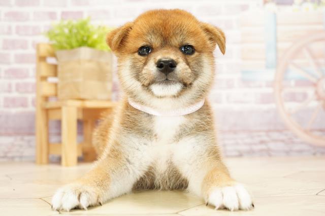柴犬