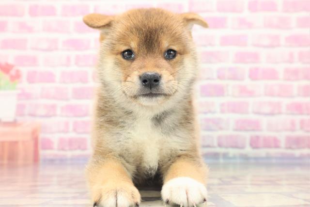 神奈川県の柴犬 (Coo&RIKU相模原店/2023年6月15日生まれ/男の子/レッド(赤))の子犬
