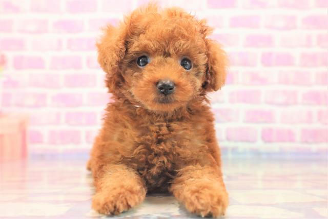 神奈川県のトイプードル (Coo&RIKU相模原店/2023年6月15日生まれ/女の子/アプリコット)の子犬