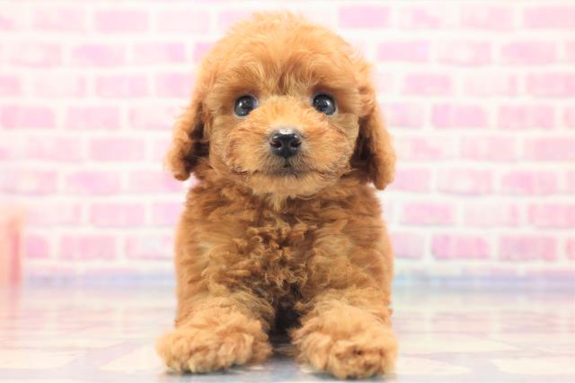 栃木県のトイプードル (Coo&RIKU足利店/2023年6月15日生まれ/男の子/アプリコット)の子犬