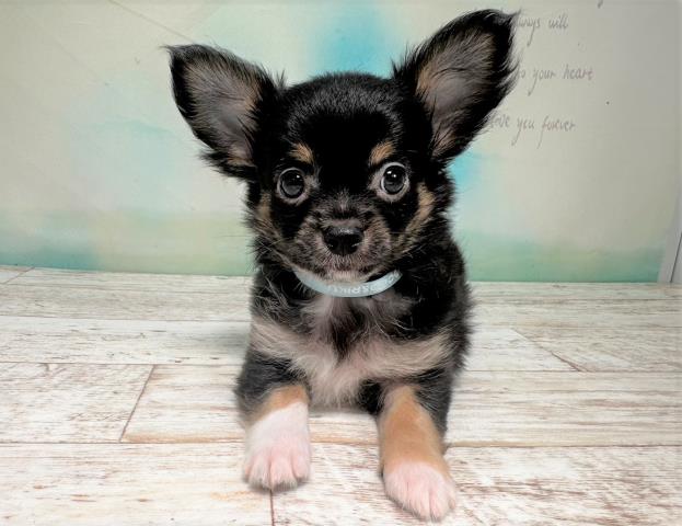 北海道のチワワ(ロング) (Coo&RIKU室蘭店/2023年6月14日生まれ/男の子/ブラックタンホワイト)の子犬