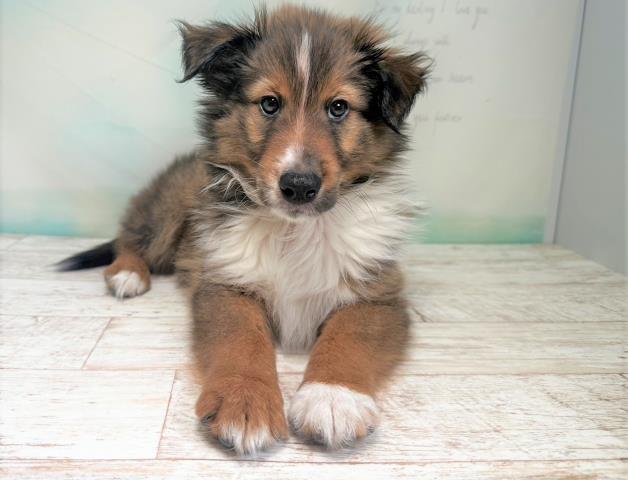 北海道のシェットランドシープドッグ (Coo&RIKU北見店/2023年6月18日生まれ/男の子/セーブルホワイト)の子犬