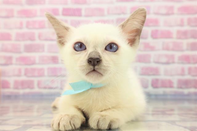 埼玉県のトンキニーズ (Coo&RIKU所沢店/2023年6月12日生まれ/男の子/ブルーポイント)の子猫