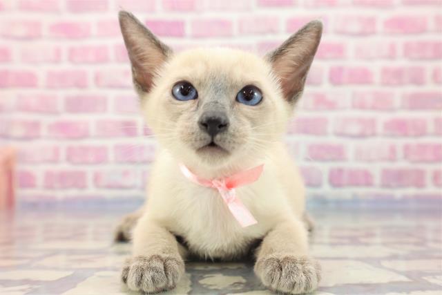 群馬県のシャム (Coo&RIKU高崎店/2023年6月17日生まれ/女の子/ブルーポイント)の子猫