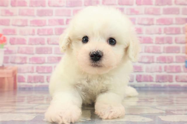 神奈川県のビションフリーゼ (Coo&RIKU相模原店/2023年6月17日生まれ/男の子/ホワイト(白))の子犬