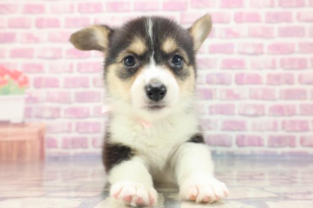 青森県のウェルシュコーギーペンブローク (Coo&RIKU青森店/2023年6月16日生まれ/女の子/ブラックタンホワイト)の子犬