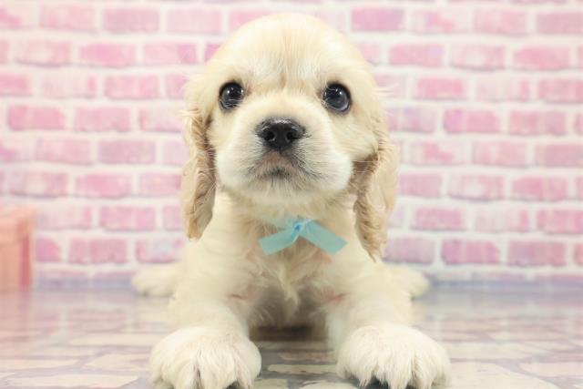 青森県のアメリカンコッカースパニエル (Coo&RIKU青森店/2023年6月12日生まれ/男の子/バフ)の子犬
