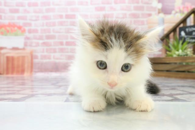 佐賀県のノルウェージャンフォレストキャット (Coo&RIKU佐賀神埼店/2023年6月17日生まれ/男の子/ブラウンタビーホワイト)の子猫