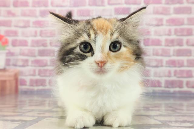 ノルウェージャン・フォレストキャット