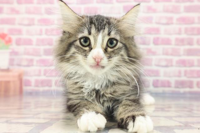 高知県のノルウェージャンフォレストキャット (Coo&RIKUのいち店/2023年6月2日生まれ/女の子/ブラウンマッカレルタビーホワイト)の子猫