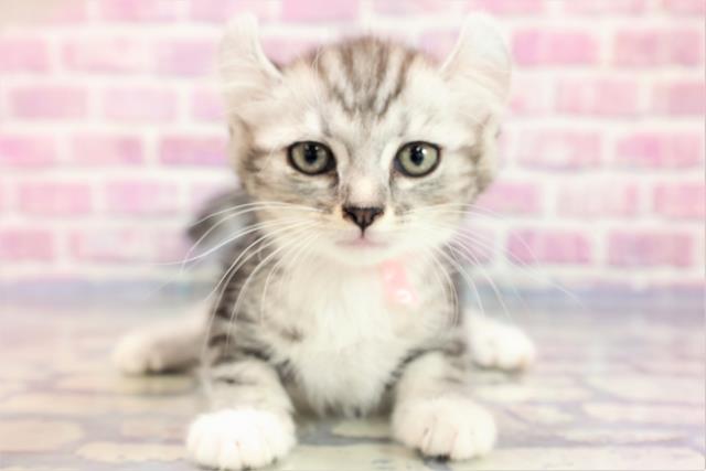 北海道のアメリカンカール (Coo&RIKU旭川店/2023年6月18日生まれ/女の子/シルバータビーホワイト)の子猫