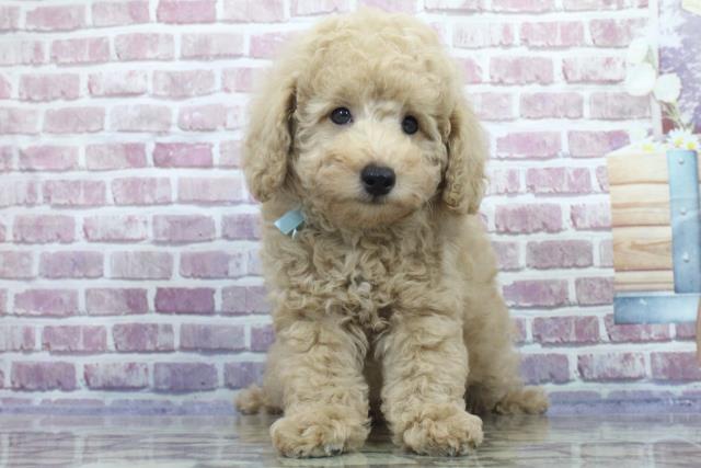 青森県のトイプードル (Coo&RIKU八戸店/2023年6月14日生まれ/男の子/アプリコット)の子犬