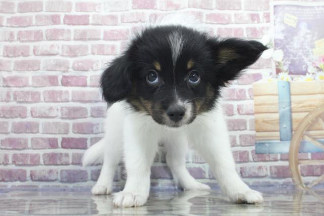 栃木県のパピヨン (Coo&RIKU足利店/2023年6月16日生まれ/女の子/ホワイトブラックタン)の子犬
