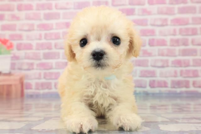 神奈川県のハーフ犬 (Coo&RIKU相模原店/2023年6月18日生まれ/男の子/クリーム)の子犬