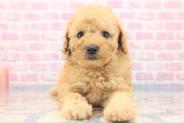 群馬県のトイプードル (Coo&RIKU前橋店/2023年6月22日生まれ/男の子/アプリコット)の子犬