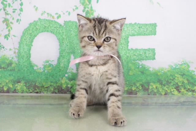 北海道のミヌエット (Coo&RIKU函館店/2023年6月17日生まれ/女の子/ブラウンタビー)の子猫